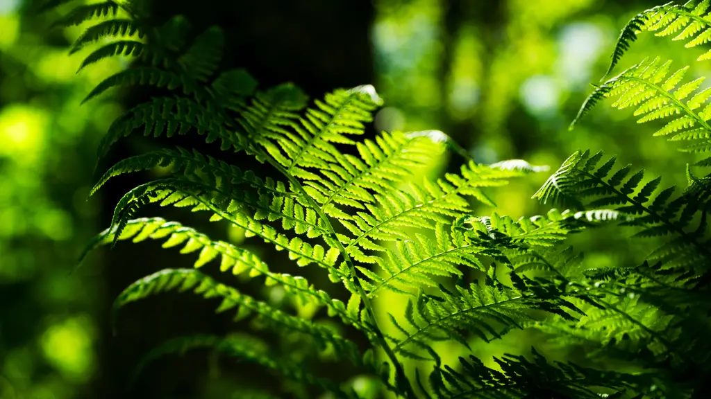 Fern fronds in sunlight