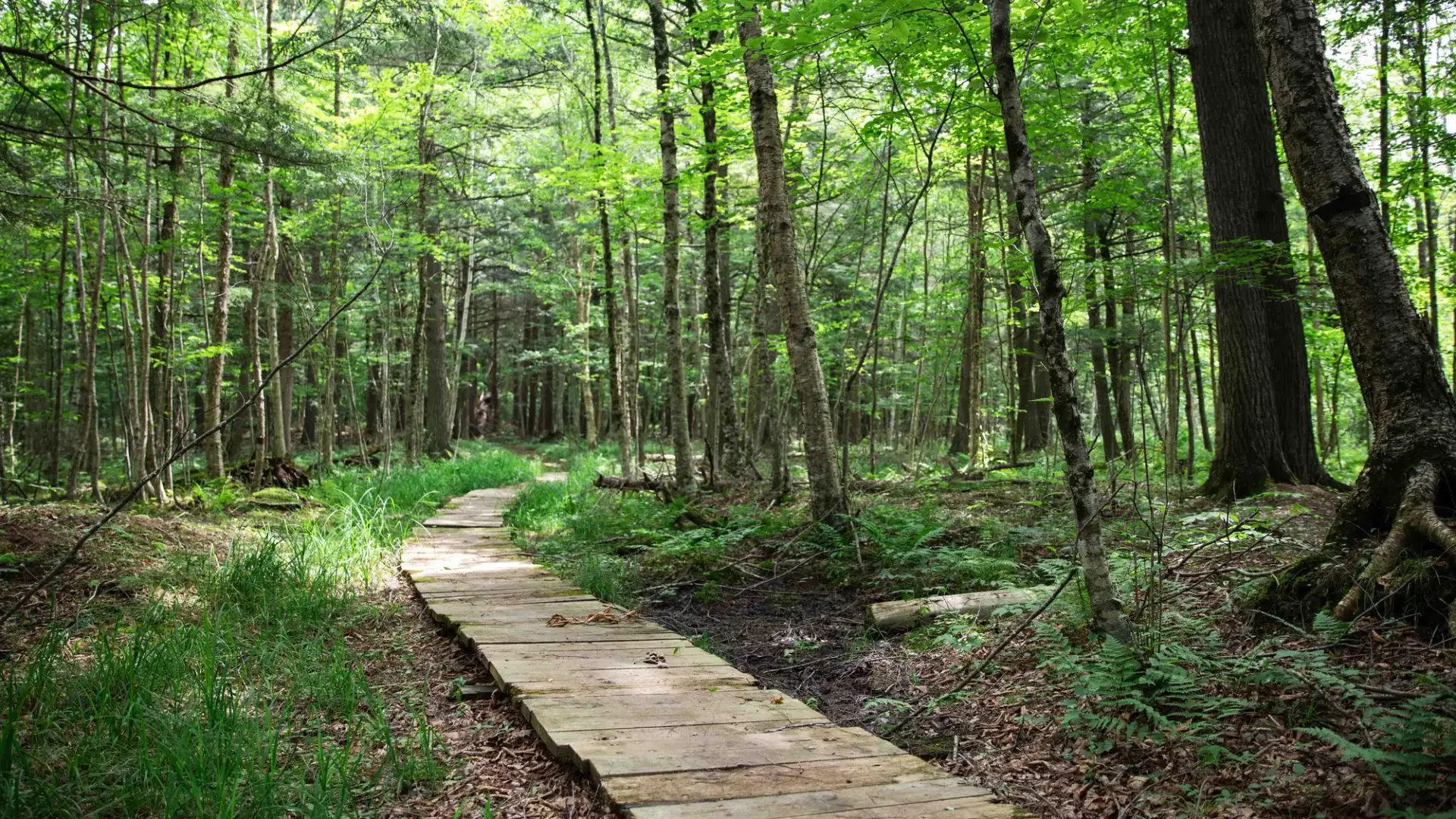 Plank boardwalk trail through a leafy forest