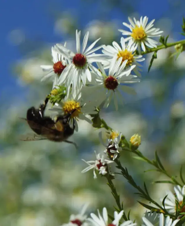 A bumble bee on native asters