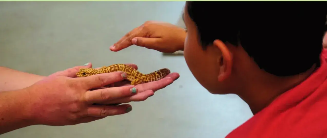 A child meeting an ambassador animal at The Nature Place